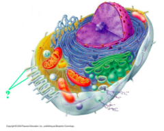<p>identify the indicated cellular organelles</p>