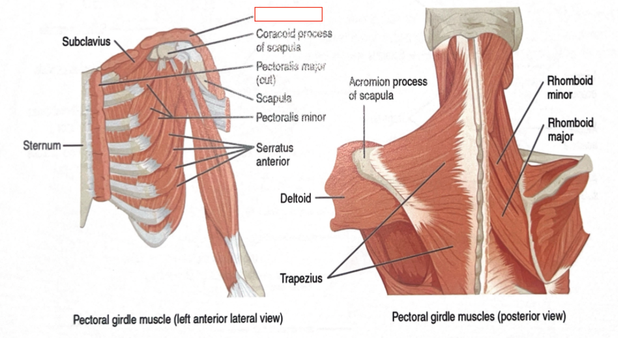 <p>Abduction of arm</p>