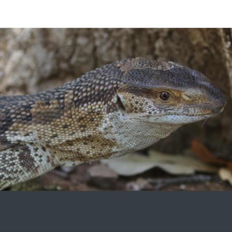 <p>name this animal</p>