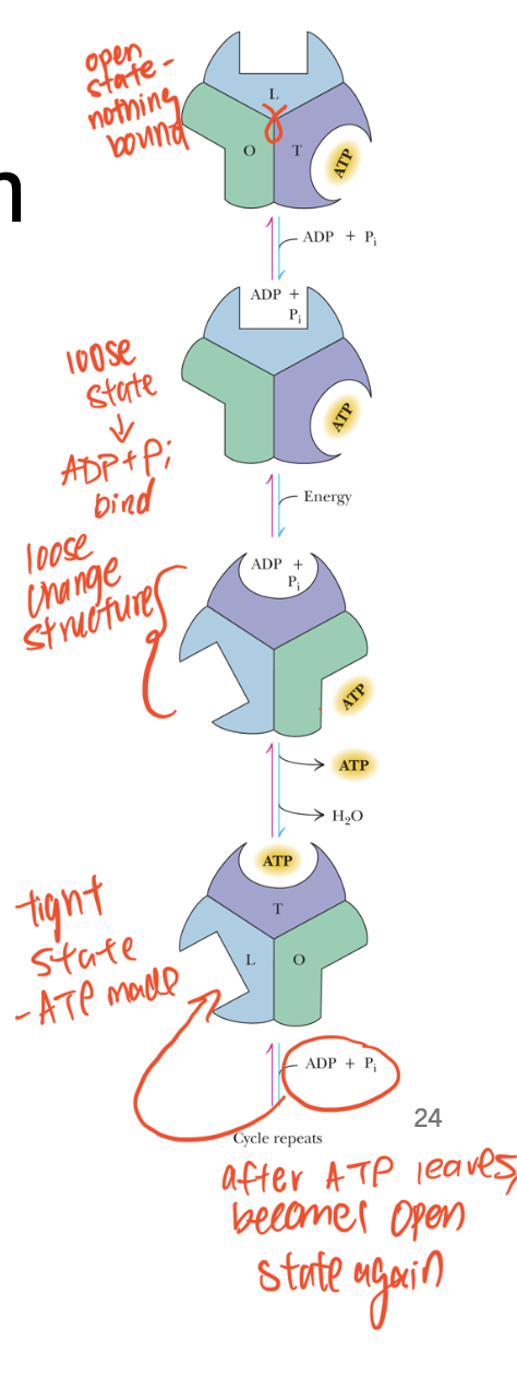 <p><span>• <strong>O</strong>pen or Empty/exit (ATP leaves) </span></p><p><span>• <strong>L</strong>oose - ADP and Pi bound<br>• <strong>T</strong>ight - ATP bound</span></p><p></p>