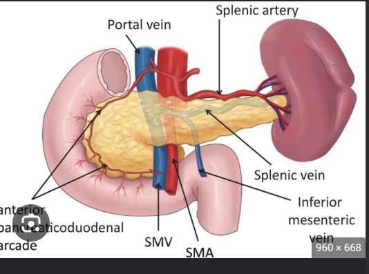 <p>The MPV is formed posterior to the pancreas by the union of the <strong>superior mesenteric vein</strong> and <strong>splenic vein</strong>.</p>