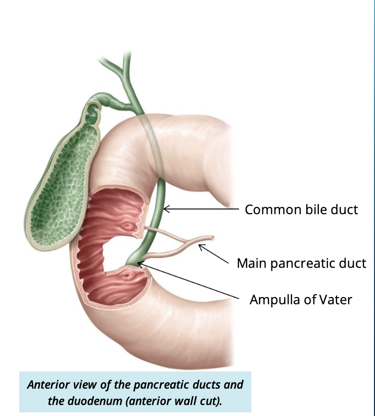 <ul><li><p>Collects the exocrine products of the pancreas </p></li><li><p>fuses w/ comon bile duct to empty into the duodenum at the hepatopancreatic ampulla of vater </p></li></ul><p></p>