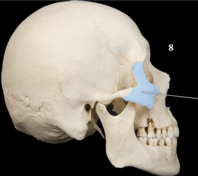 <p>Name This Bone</p>
