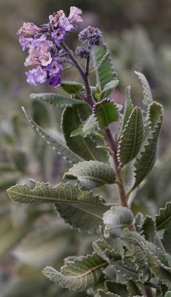 <p>Hairy Yerba Santa / Eriodictyon californica</p>