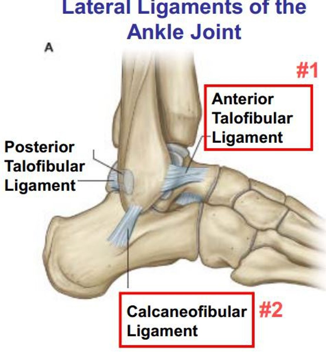 <p>anterior talofibular, posterior talofibular & calcaneofibular ligament</p>