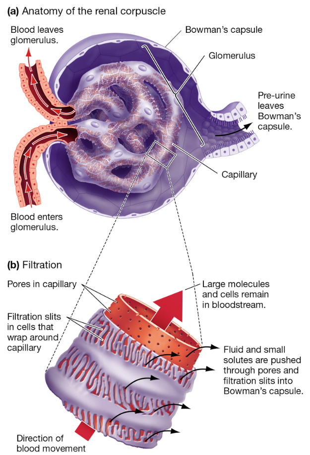 <p>Filtration in Renal Corpuscle </p>
