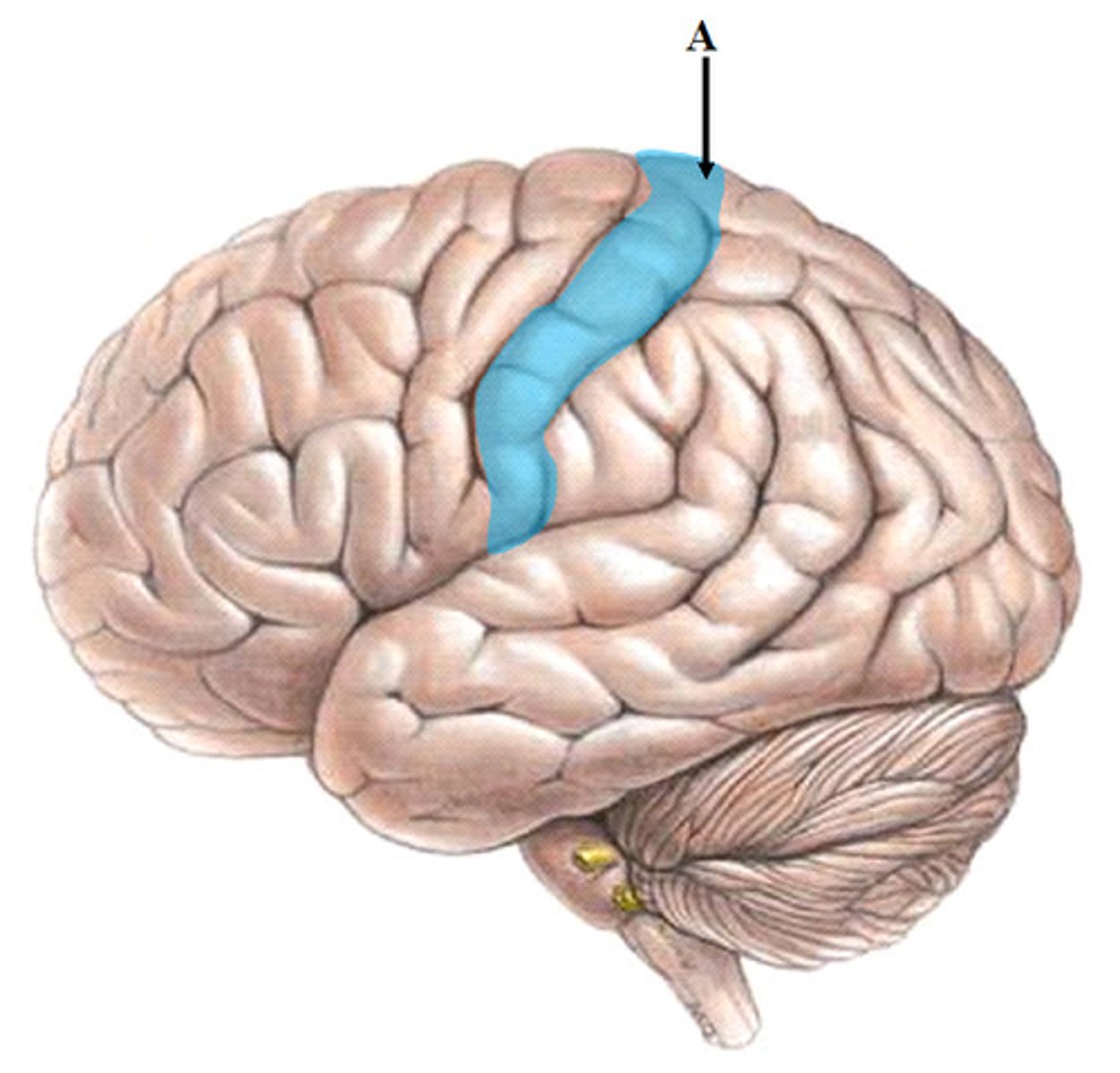 <p>The location of the primary somatosensory cortex, processing sensory signals from the body.</p>