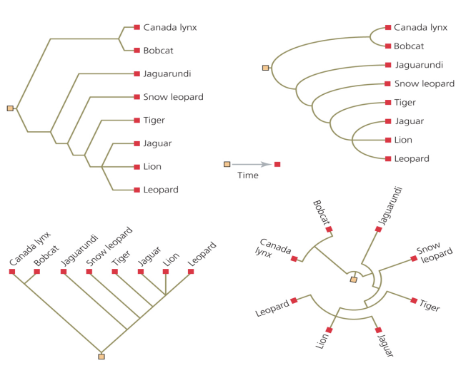 <ul><li><p>Phylogenies can be presented in different ways in publications</p></li><li><p>all show branching patterns. when interpreting these trees, use the nodes as your guide</p></li><li><p>ex: we see the lion, leopard, and jaguar grouped together in every tree</p></li></ul><p></p>