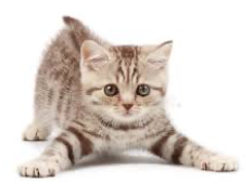 <p><strong>Cat</strong></p>