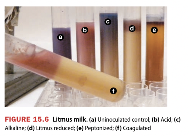 <p><span style="color: yellow;">Purpose</span></p><ul><li><p>Detects many bacterial activities such as casein hydrolysis, lactose fermentation, and litmus reduction</p><ul><li><p>Also determines if a solution is acidic or basic by changing color</p></li></ul></li></ul><div data-type="horizontalRule"><hr></div><p><span style="color: yellow;">Litmus milk</span></p><ul><li><p>Skim milk + litmus indicator, used to detect protein hydrolysis and lactose fermentation<br><br></p></li></ul><p><span style="color: yellow;">Results</span>:</p><ul><li><p><u>Acid produced</u> → Pink → Meaning that lactose fermentation occurred, which produces lactic acid</p></li><li><p><u>Alkaline produced</u> → Purple → Meaning that amino acids were catabolized</p></li><li><p><u>Litmus reduced</u> → White → White color indicates litmus has been reduced, meaning that bacteria consumed dissolved oxygen to create an anaerobic environment, using the litmus as its electron acceptor</p></li><li><p><u>Peptonization</u> → Clear → Casein fully hydrolyzed to amino acids</p></li><li><p><u>Coagulation</u> → Curd/solid → Excessive acid caused curd formation</p></li></ul><p></p>