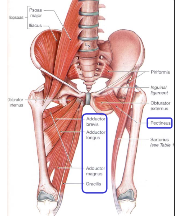<ul><li><p>pectineus</p></li><li><p>adductor longus</p></li><li><p>adductor brevis</p></li><li><p>adductor magnus</p></li><li><p>gracialis</p></li></ul><p></p>