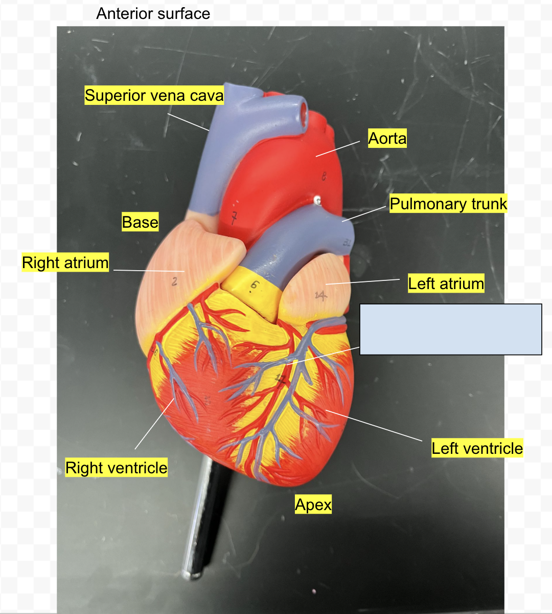 term image