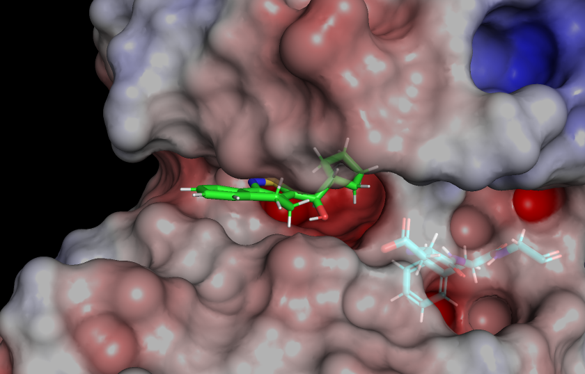 <p>Cocrystalization experiments, supported by subsequent molecular modelling of compound 15 revealed that the isothiazolopyridine scaffold binds within the ATP pocket in a type I mode, meaning it targets the active (DFG-in) conformation of the kinase.</p><p>Our kinases are supposed to dock in the same type I mode.</p><p>The activation segment C-terminal helix (ASCH) <span style="font-family: Arial, sans-serif; line-height: 115%;">largely eliminates the requirement for phosphorylation to adopt the active DFG-in conformation, rendering these kinases constitutively active</span></p><p><strong>during screening we targeted DFG in:</strong></p><p>targeting DFG-in conformation is generally relevant since the previously synthesised inhibitors also target DFG-in conformation</p>