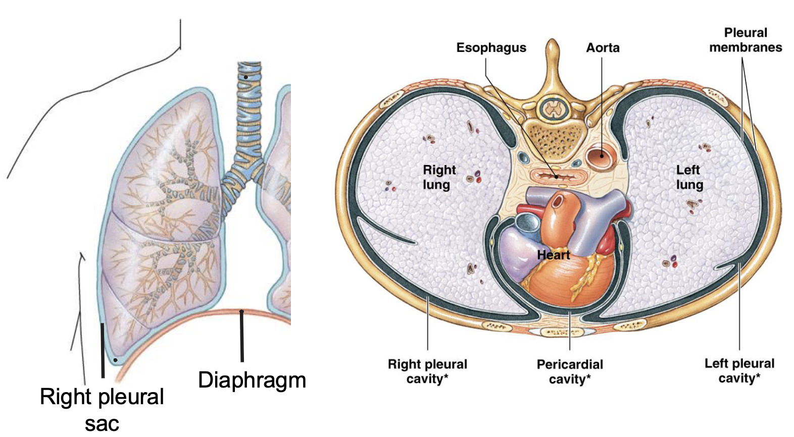 <ul><li><p>plueral sac surrounds the lungs and keeps them compartmentalized to a certain extent</p></li><li><p>moisture creates a surface tension (negative pressure) because of the liquid nature of the sac that holds the chest wall and lungs together</p></li><li><p>anchors the lung to the chest wall because of the moist liquid nature of this sac, it makes it easier to stick to that chest wall</p></li><li><p>when the chest wall expands, it’s going to take the lung with it</p></li></ul><p></p>