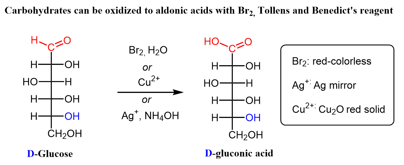 <p>Aldoses can be oxidized to aldonic acids</p>