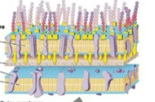 <p>aka cell envelope; at least two layers: LPS (aka outer membrane) and peptidoglycan; may serve as barrier against antibiotics and other harmful agents</p>