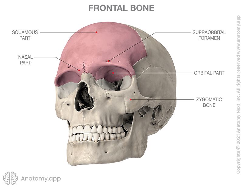 <p>The bone forming the anterior part of the skull (forehead). ๐ VISUAL LOCATION: ๐ The upper front of the head, above the eyes.</p><img src="https://upload.wikimedia.org/wikipedia/commons/thumb/5/56/Frontal_bone.png/500px-Frontal_bone.png" data-width="50%" data-align="center" alt="Frontal Bone Location" style="display: block; width: 50%; margin-left: auto; margin-right: auto;"><p></p>