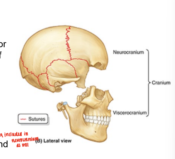 <ul><li><p>forms the ant. part of cranium</p></li><li><p>consists of bones surrounding the mouth (upper & lower jaws), nose/nasal cavity, & most of the orbits</p></li><li><p>consists of <strong>15 irregular bones</strong></p><ul><li><p><strong>3 singular bones</strong> centered on or lying in the midline</p><ul><li><p>mandible, <u>ethmoid</u>, vomer</p></li></ul></li><li><p><strong>6</strong> bones as <strong>bilateral </strong>pairs</p><ul><li><p>mandible, inferior nasal conchae, zygomatic, palatine, nasal, & lacrimal bones</p></li></ul></li></ul></li></ul><p></p>
