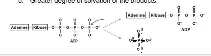 <p>Paradoxically stable in solution, despite the high repulsion generated from the 3 phosphate groups and their negative charges. High free energy upon breaking of the phosphoanhydride bond due to:</p><ol><li><p>Reduction of electrostatic repulsion</p></li><li><p>Resonance stabilization of products (P<sub>i</sub>)</p></li><li><p>More products than reactants (entropy increases)</p></li><li><p>Ionized, more stabilization of products</p></li><li><p>Greater solvation (water able to interact/coat the products better than reactants)</p></li></ol><p></p>