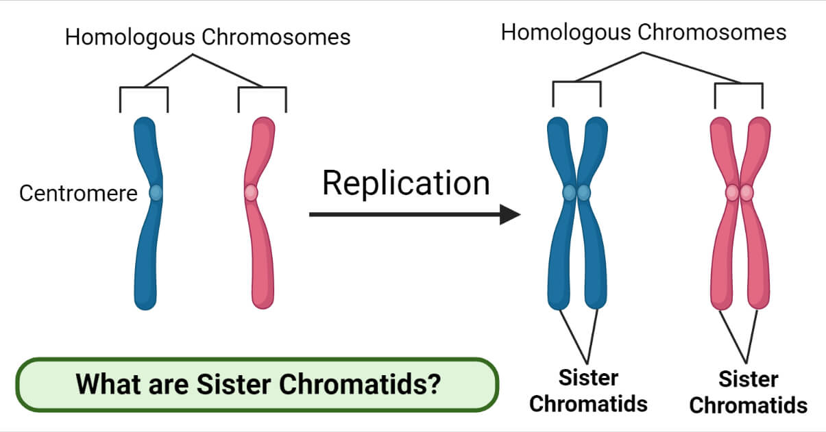 <p>Two identical copies of a single chromosome that are connected to each other. They are created during DNA replication.</p>