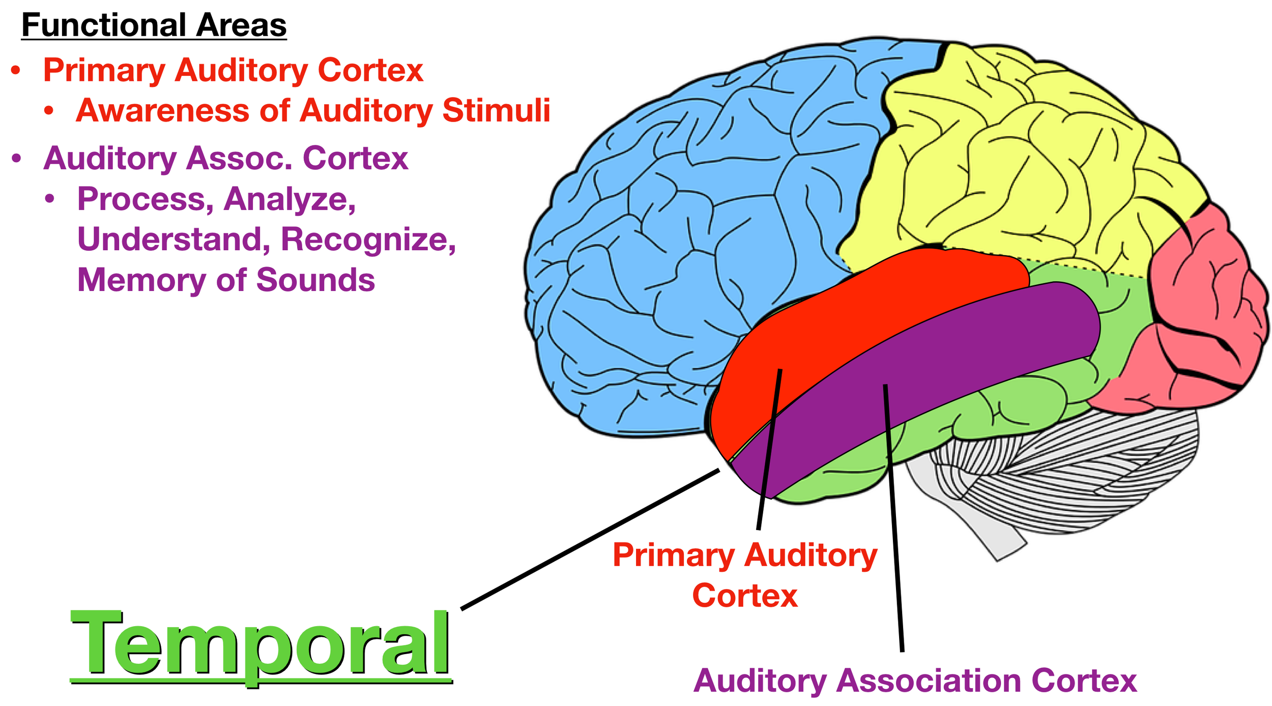 <p><span style="background-color: transparent;">the area of the temporal lobe that <strong>receives auditory information from the ears.</strong></span></p>