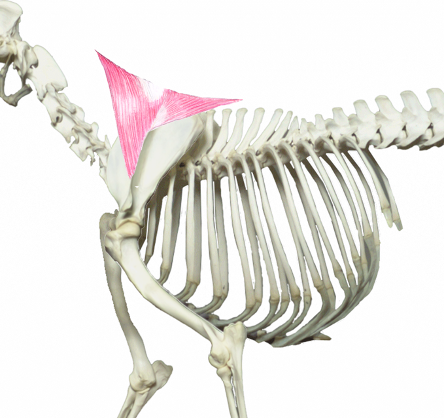 <p>What muscle is this?</p><p>What muscle group is it in?</p>