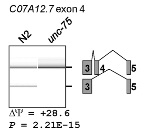 <p><em>C. elegans</em> RNA binding protein UNC-75 is responsible for splicing of neuronal transcripts</p><ul><li><p>N2: Wt worms</p></li><li><p><em>unc-75</em>: worms w/ lof mutation</p></li><li><p>C07A12.7 is a transcript found in neurons. PCR primers span the indicated exons and introns</p></li><li><p>from the data, we can say the UNC-75 protein binds to an exonic/intronic splicing silencer</p></li></ul><p></p>