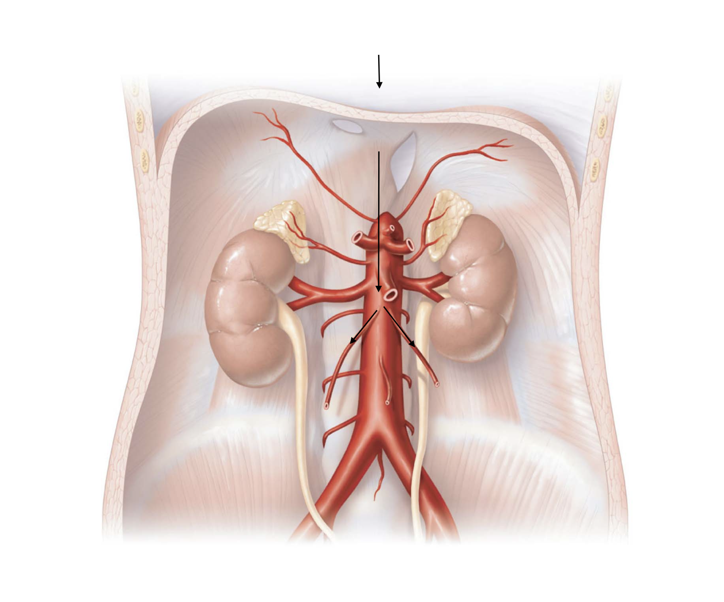 <p>Aorta</p><ul><li><p>→ thoracic aorta</p><ul><li><p>→ abdominal aorta</p><ul><li><p>→ L/R gonadal artery</p><ul><li><p>Ovary or Testis</p></li></ul></li><li><p>← L gonadal vein</p></li></ul></li><li><p>← L renal vein</p></li><li><p>← R gonadal vein</p></li></ul></li><li><p>← inferior vena cava</p></li></ul><p>Right Atrium</p>