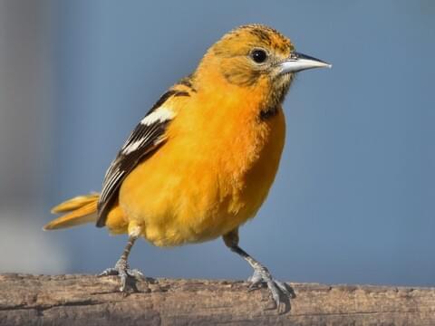 <p>orange head and orange body, less vibrant</p>