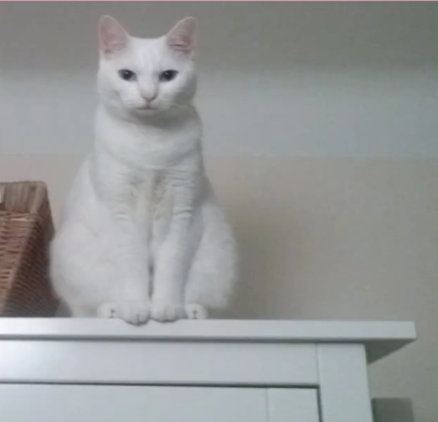 <p>Wo ist die weiße Katze?</p>