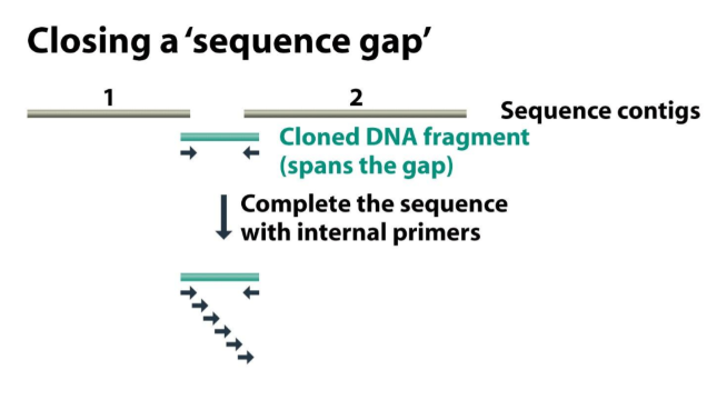 <p>You have a sequence gap: you have to design insert primers and try to find the sequence in the library to fill in the gap.</p>