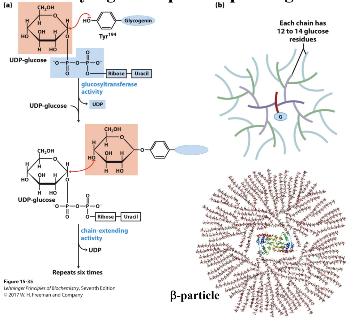 <p>How does glycogenin prime glycogen synthesis?</p>
