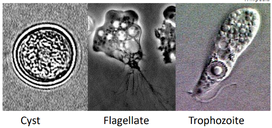 <p>True or False: <strong>Water </strong>is the <strong>only known source</strong> of infection for<strong> Naegleria fowleri</strong></p>