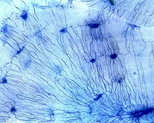 <p>Identifica el tejido</p>