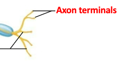 <p>What is the function of axon terminals?</p>