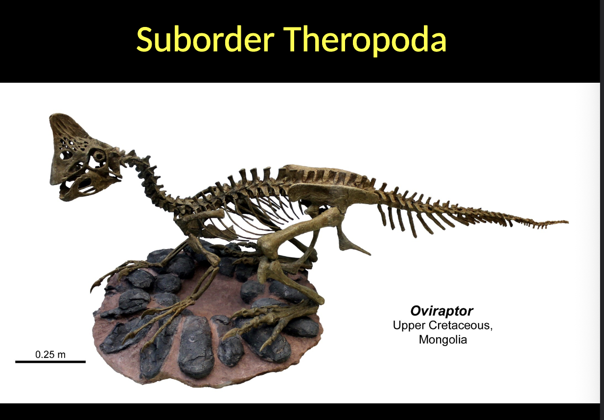 <p>Therapoda - Oviraptor</p><ul><li><p>Shows NESTS </p></li><li><p>Upper CRETACEOUS </p></li><li><p>Mongolia </p></li></ul><p></p>