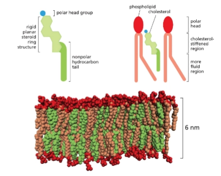 <p>most common sterol in animal membranes.</p><p>Decreases mobility of phospholipid tails, makes plasma membrane less permeable to polar molecules.</p>