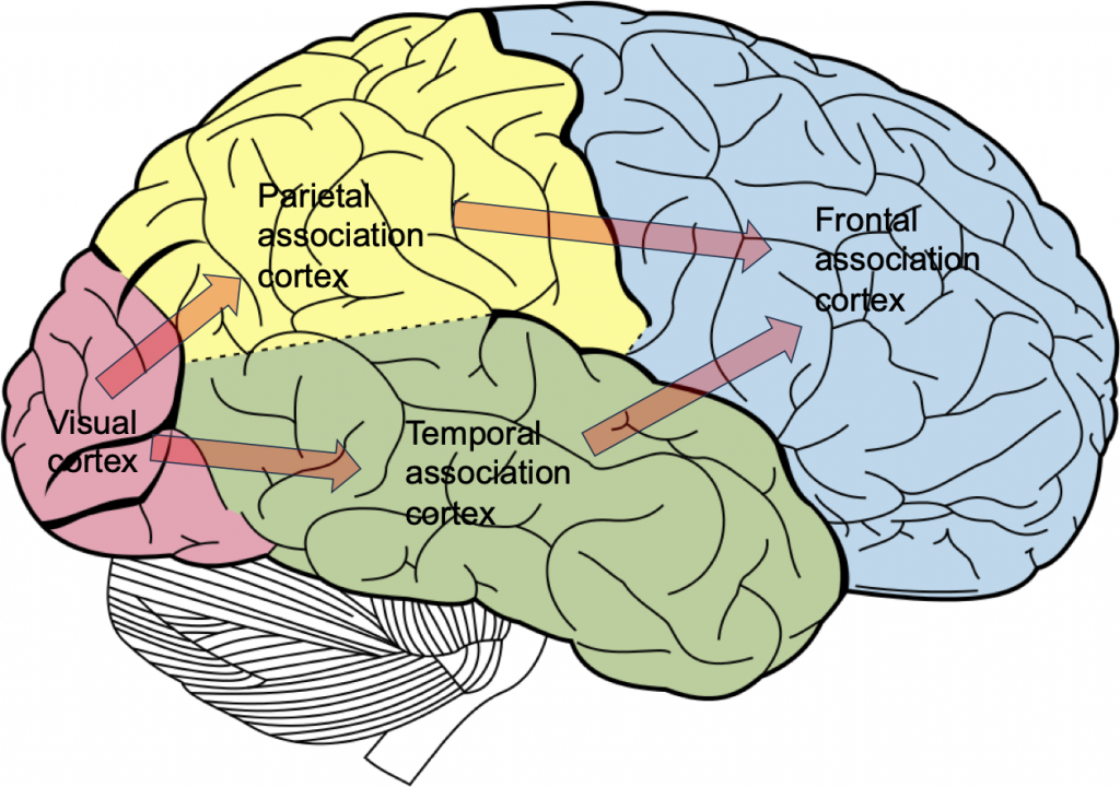 <p>de visuele cortex</p>