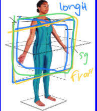 <p>longitudinal: cuts or slices made parallel to the long(vertical axis) axis</p><p></p><p>frontal/coronal sections: cuts into front and back pieces</p><p></p><p>sagittal: cuts into left and right</p>