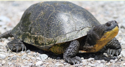 <p>Blanding’s Turtle (<em>Emydoidea blandingii</em>)</p>