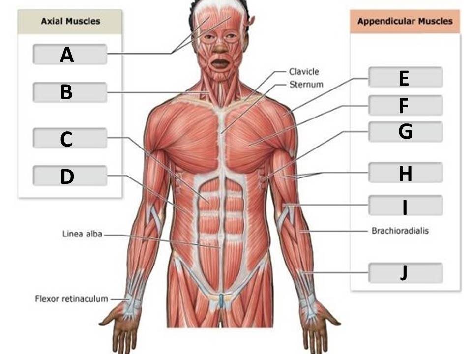 <p>pectoralis major</p>