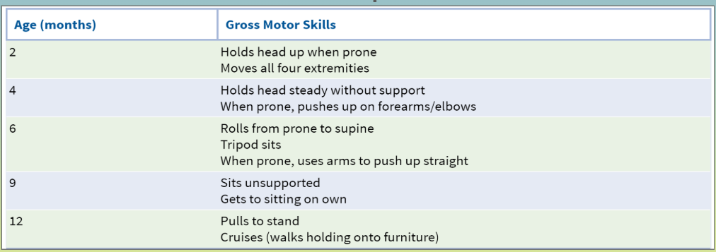 <ul><li><p><span style="background-color: transparent;">Gross motor = bigger muscles</span></p></li></ul><p></p>