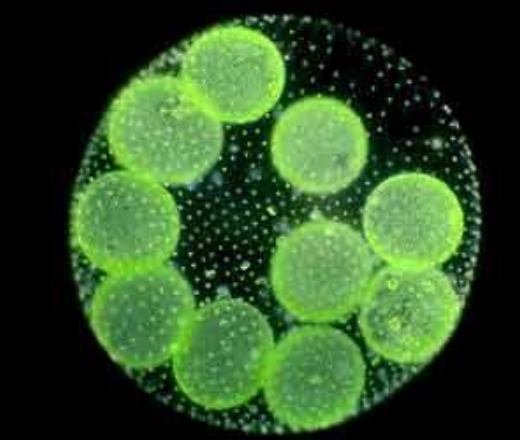 <p>Describe the appearance of Volvox.</p>