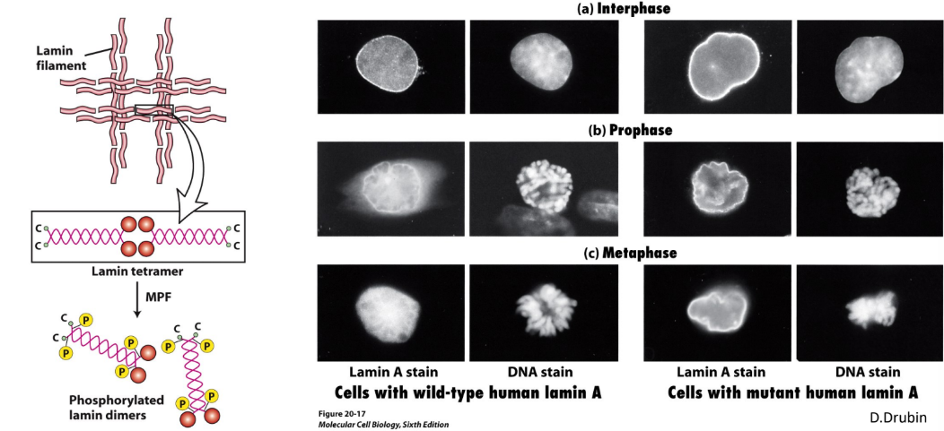 <ul><li><p>Gives spindle MTs access to chromosome kinetochores</p></li></ul><ol><li><p>Cytoplasmic dynein = binds to proteins outside of nuclear envelope </p><ol><li><p>Walk to (-) ends → rip hole in nucleus </p></li></ol></li><li><p>Lamins of nuclear lamin cytoskeleton → nuclear envelope breakdown</p></li></ol><p>Mutant lamin A → MTs cannot bind properly to chromosomes</p>