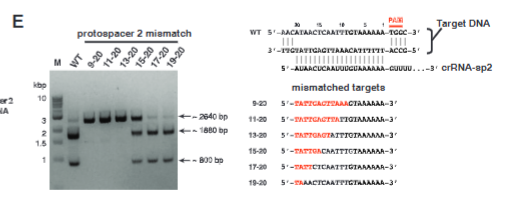 <p>explain fig 2E jinik</p>