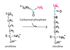 <p>enzyme that converts ornithine into citrulline with the addition of carbamoyl phosphate; occurs in the mitochondrial matrix</p>