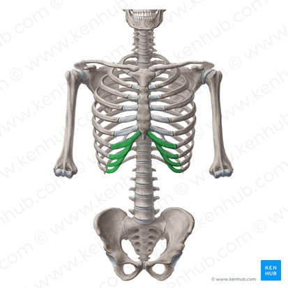 <p>Inferior border of thoracic cage</p>