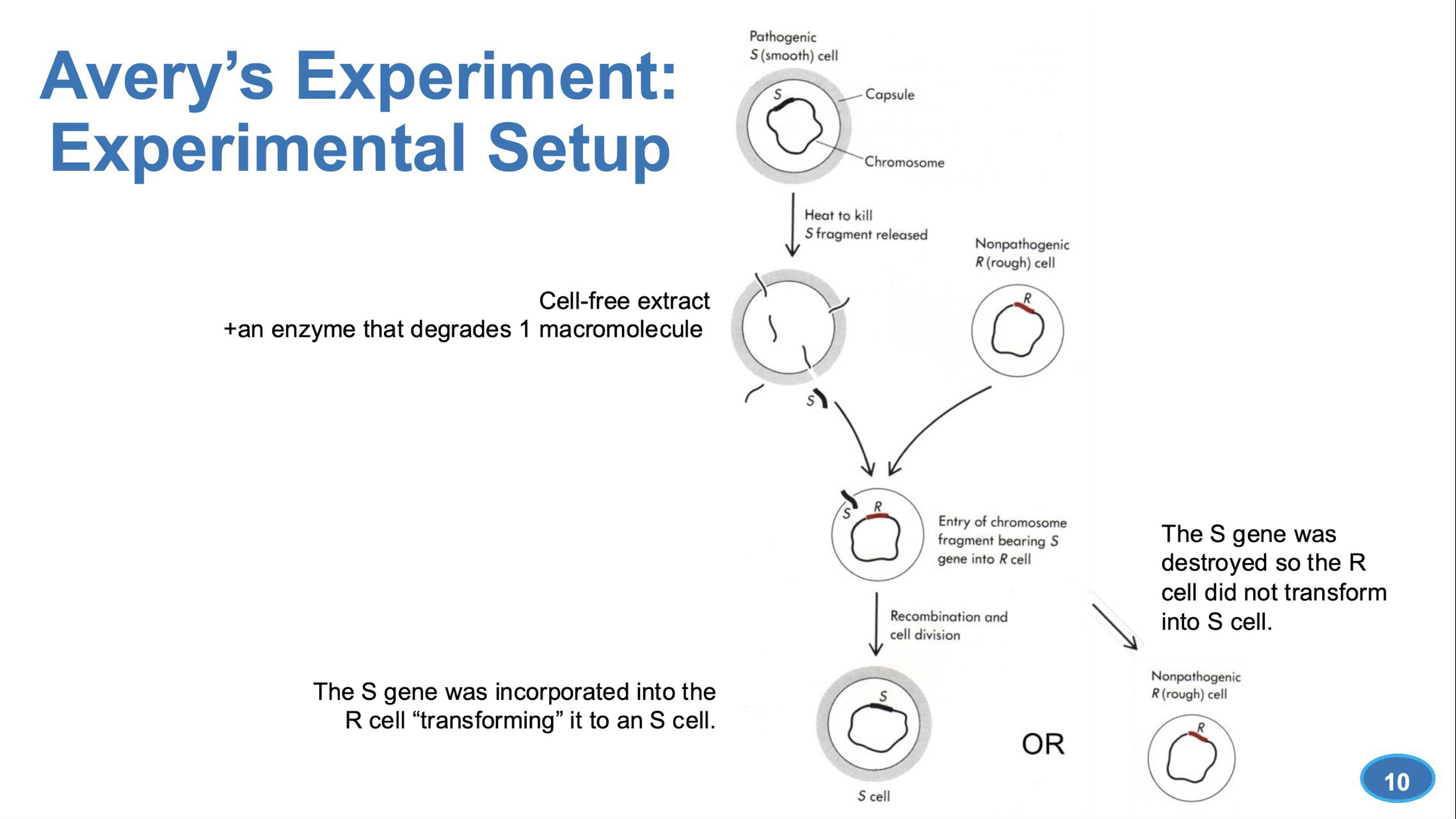 <p>Determined what molecule contains genetic information in the cell</p><p>Used the bacteria <strong><em>Streptococcus pneumoniae</em></strong></p><p>Used two strains:</p><ul><li><p><strong>Smooth (S) cells: </strong>Produced polysaccharide capsule (Pathogenic)</p></li><li><p><strong>Rough (R) cells: </strong>Did not produce a capsule; Meaning it did not contain the genetic information required to make it (Non-Pathogenic)</p></li></ul><p><strong>Bacterial transformation: </strong>External DNA is taken up by the bacterial cell and utilized to change its morphology or physiology</p><p><strong>Cell-free extract:</strong> Everything inside a cell, DNA, RNA, proteins, lipids, carbs, in a solution (The cell is not alive)</p><p>Essentially, Avery took the cell-free extract (And modified it to remove one type of macromolecule, e.g., a protease to degrade proteins) from a smooth cell and combined it with rough cells; If recombination and cell division do not result in an S cell, then that macromolecule is what contains genetic information </p><p><strong>Proteinase</strong>, <strong>RNase</strong>, and <strong>DNase</strong> were used one at a time. DNase was the only enzyme that resulted in no transformation</p>