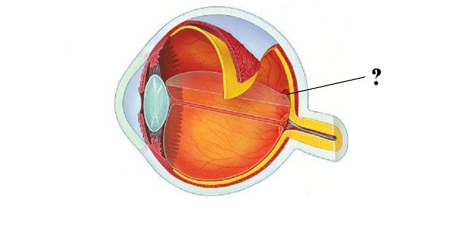 <p>Identify the indicated structure</p>