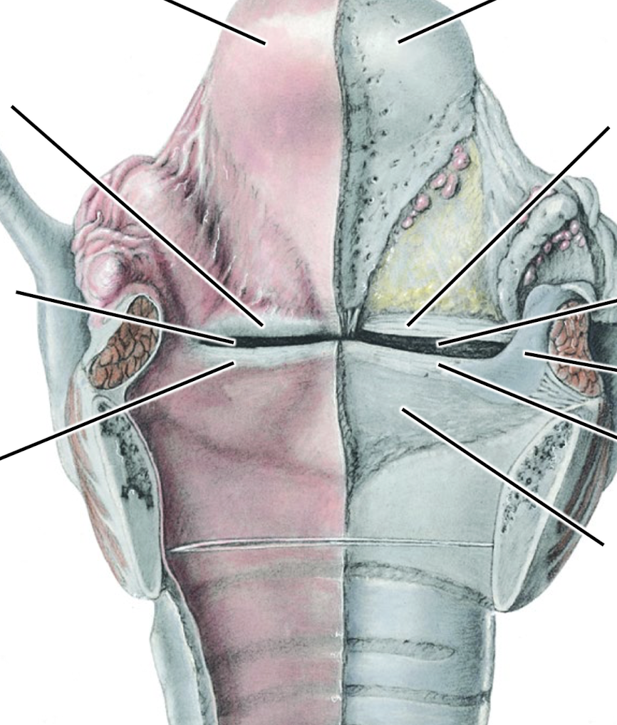 <p>Know the different nomenclature for the features of the larynx when they are encased in mucosa versus not.</p>